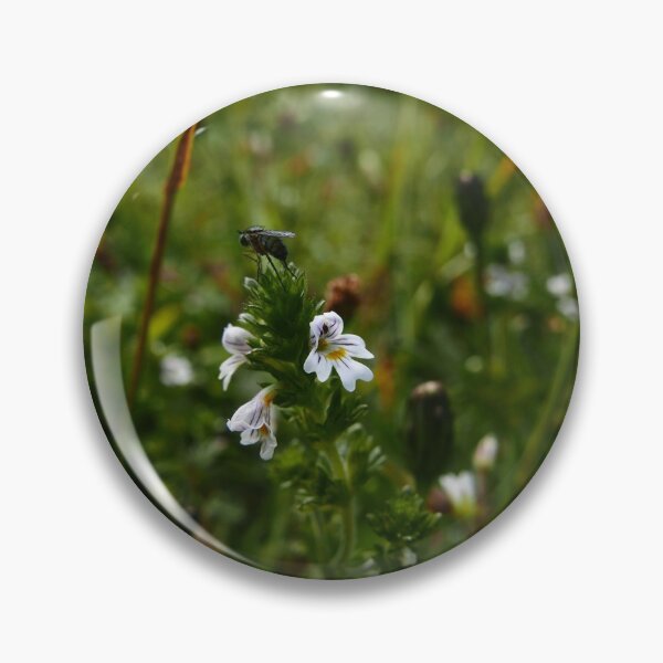 Item preview,  Eyebright (Euphrasia) designed and sold by IOMWildFlowers.
