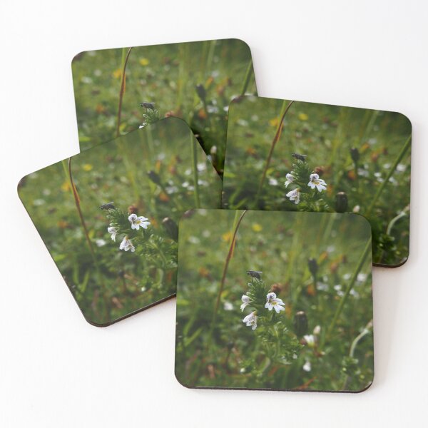 Item preview,  Eyebright (Euphrasia) designed and sold by IOMWildFlowers.