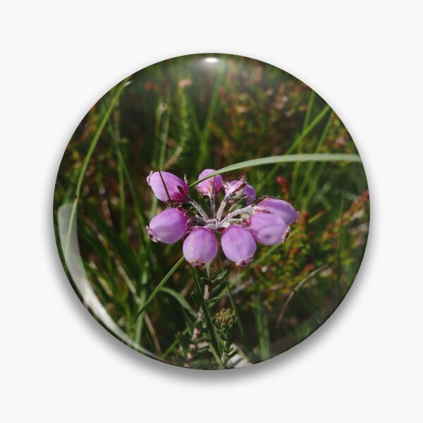 Item preview, Cross-leaved Heath (Erica tetralix) designed and sold by IOMWildFlowers.