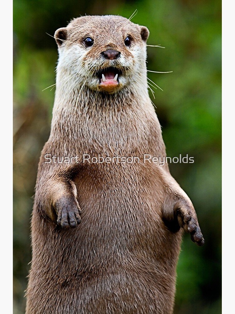 Otter by Sparky2000