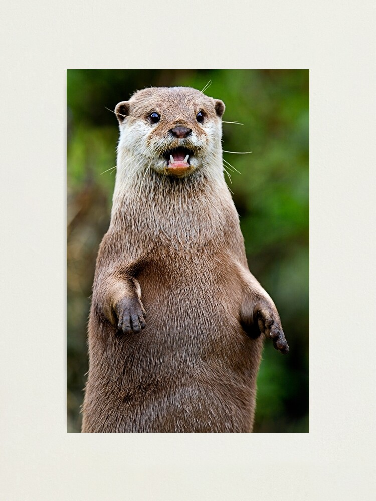 Alternate view of Otter Photographic Print