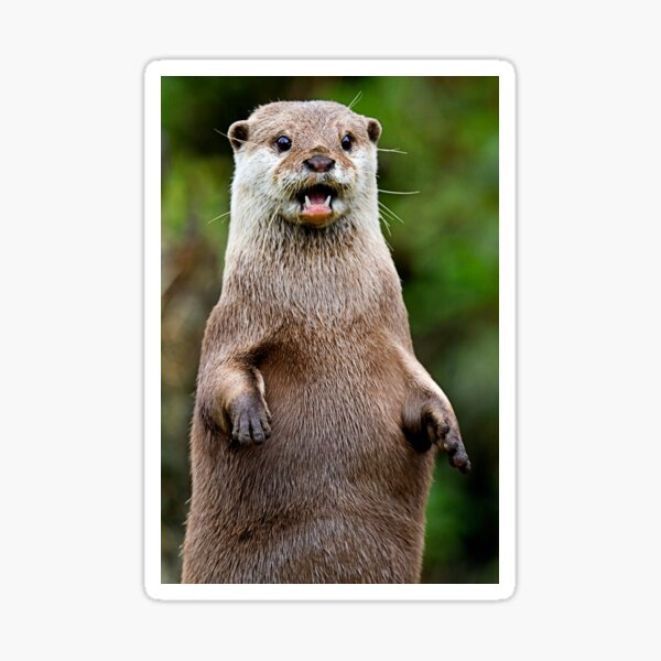 Otter Sticker