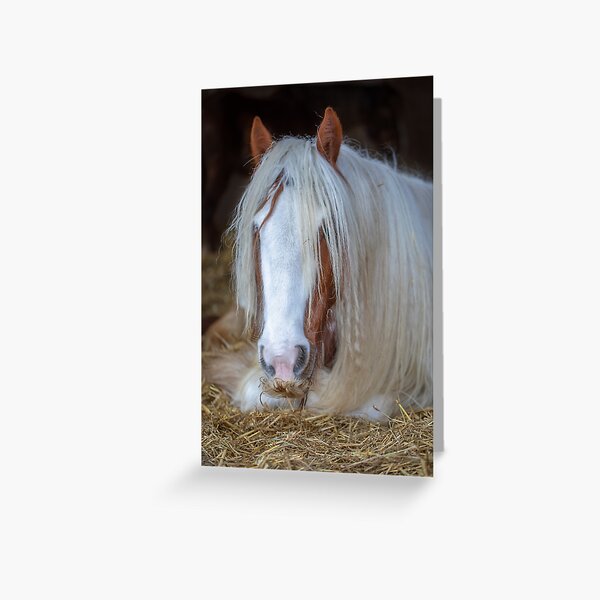 Gypsy vanner horse Greeting Card