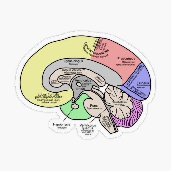 Brain Transparent Sticker