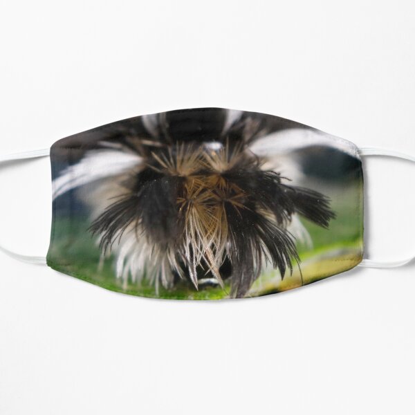 Milkweed Tussock (Tiger) Moth Hair Day Mask
