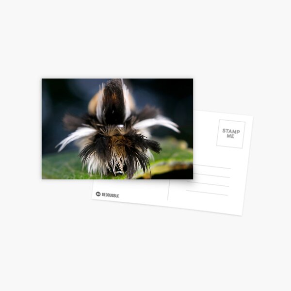 Milkweed Tussock (Tiger) Moth Hair Day Postcard