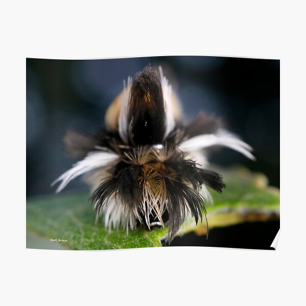 Milkweed Tussock (Tiger) Moth Hair Day Poster