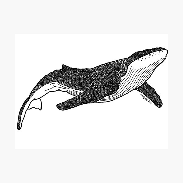 Whale Photographic Print