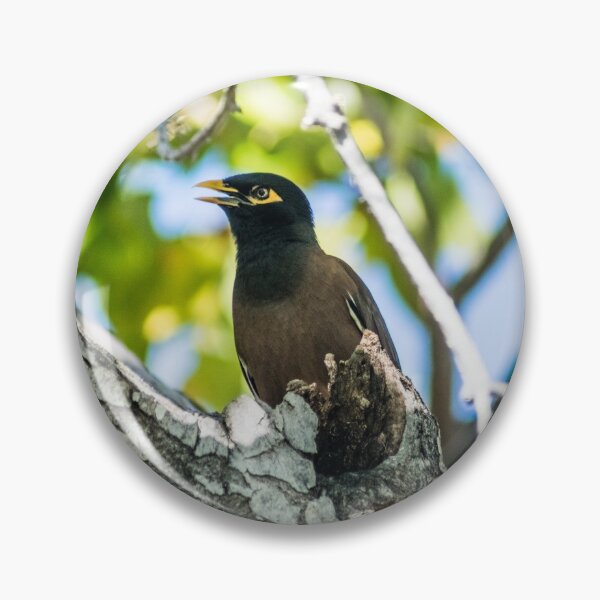 Item preview, Common myna designed and sold by KensLensDesigns.