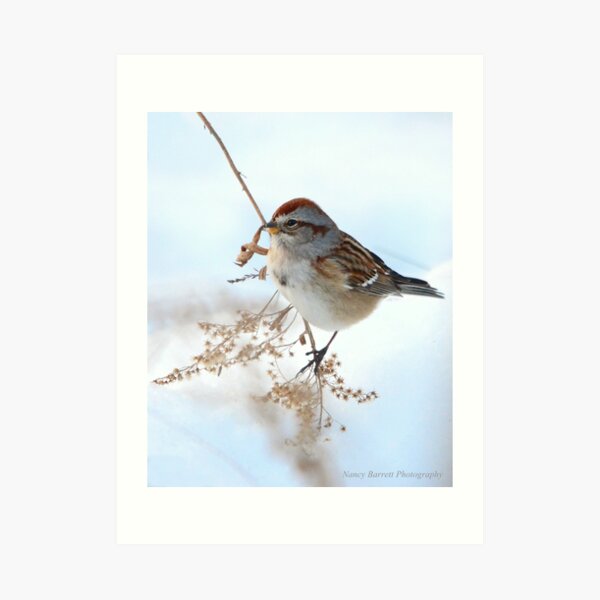American Tree Sparrow Art Print