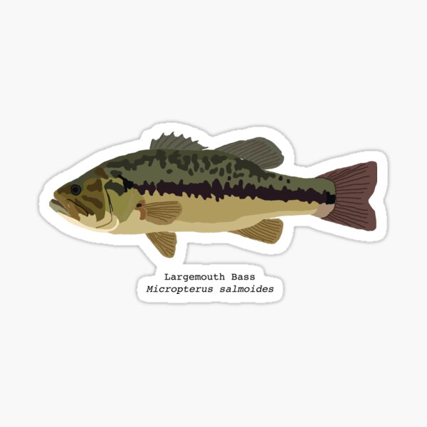 Largemouth Bass Sticker For Sale By Andybirkey Redbubble