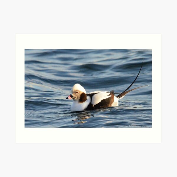 Long-tailed Duck Art Print