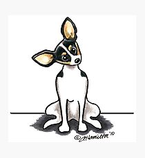 Rat Terrier Sit Pretty Photographic Print