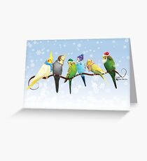 Winter Sittiche & amp; Nymphensittiche Grußkarte
