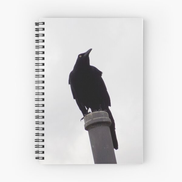 Item preview, Great-tailed Grackle (Quiscalus mexicanus) On a Pole designed and sold by Inuyasha907.