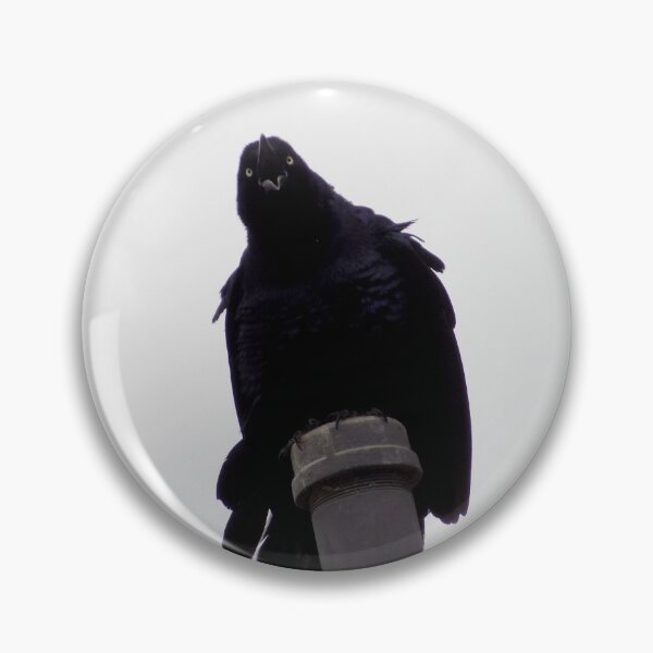 Item preview, Great-tailed Grackle (Quiscalus mexicanus) Scream! designed and sold by Inuyasha907.