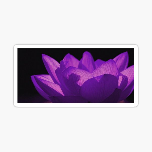 Purple Lotus Flower Stickers – American Bear Cub®