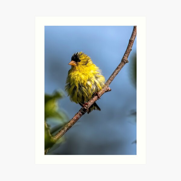 American Goldfinch Art Print