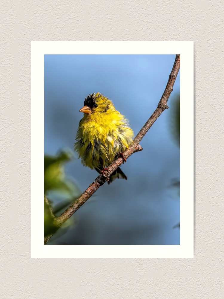 Alternate view of American Goldfinch Art Print