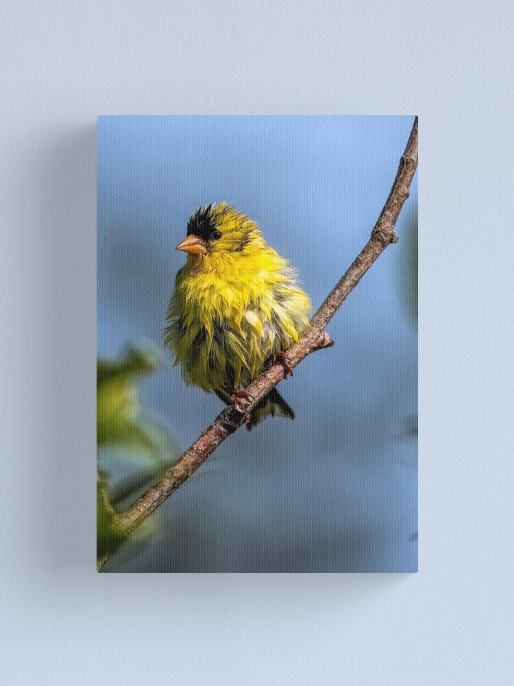 Alternate view of American Goldfinch Canvas Print