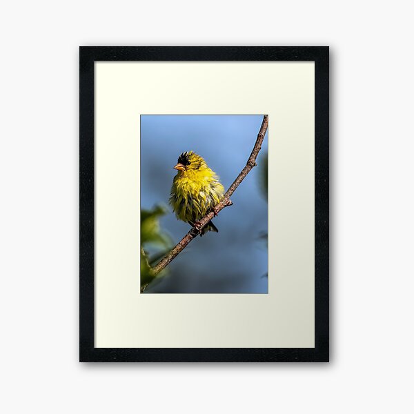 American Goldfinch Framed Art Print