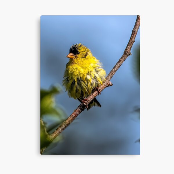 American Goldfinch Canvas Print