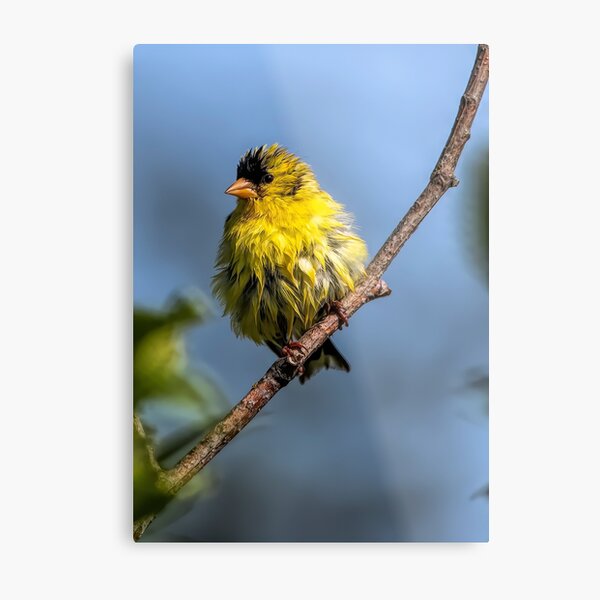American Goldfinch Metal Print