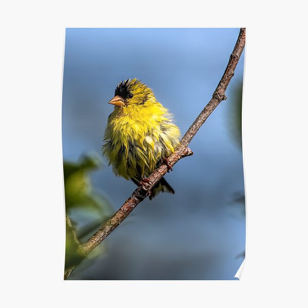 American Goldfinch Poster