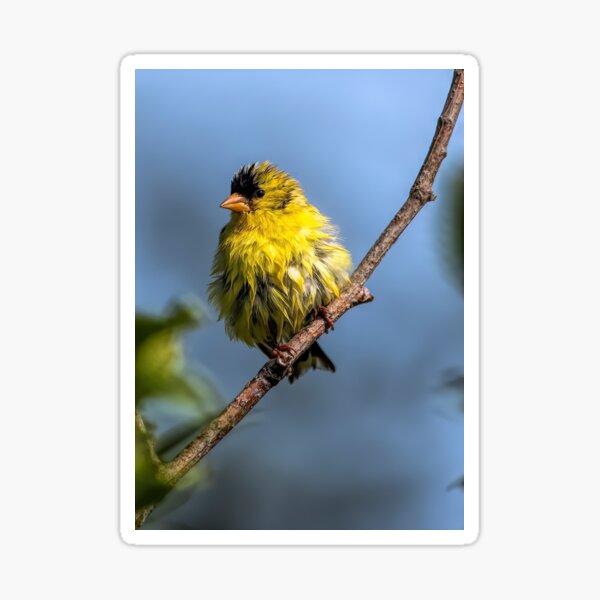 American Goldfinch Sticker