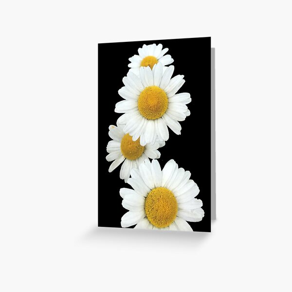 white blossom Greeting Card