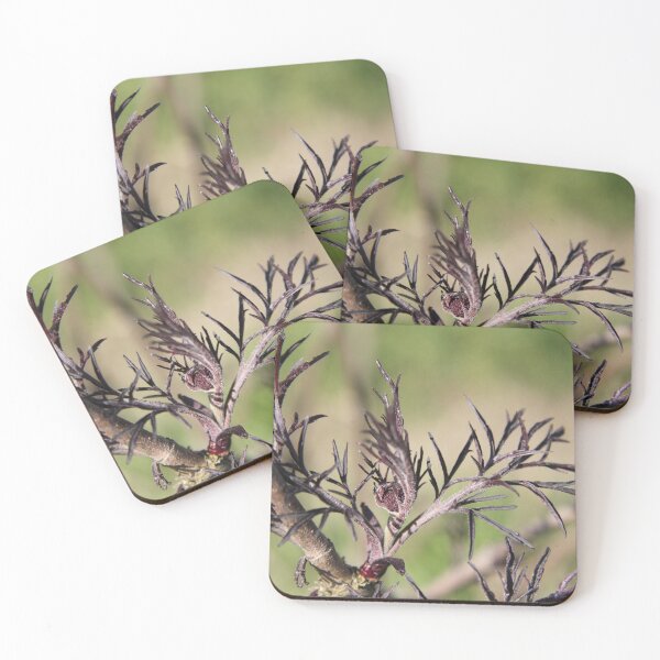 Item preview, Sambucus back beauty purple elderberry	 designed and sold by EstelleRossetti.