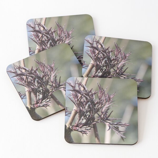 Item preview, Sambucus back beauty purple elderberry	 designed and sold by EstelleRossetti.
