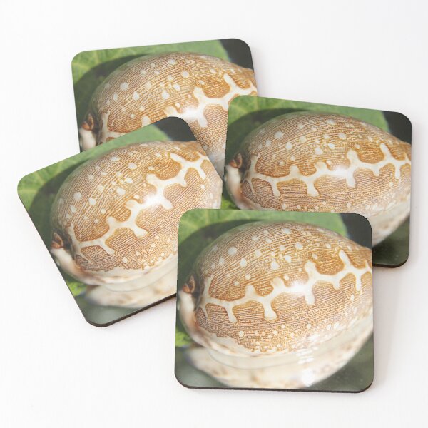 Item preview, Pacific shell designed and sold by EstelleRossetti.
