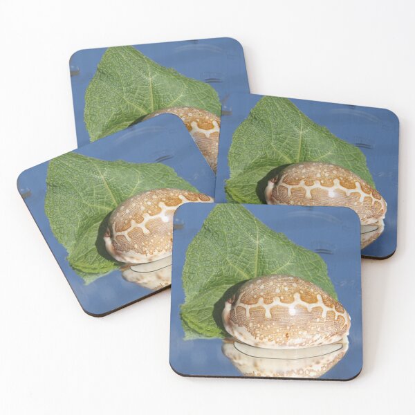 Item preview, Pacific shell designed and sold by EstelleRossetti.