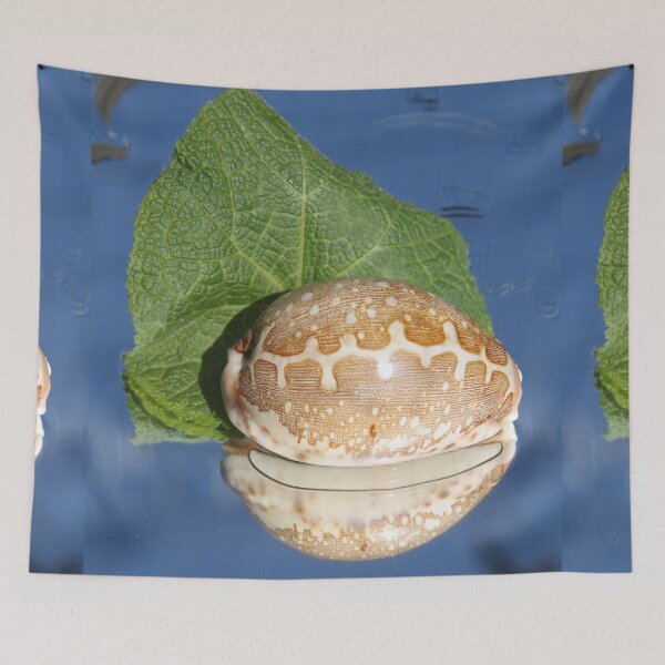 Item preview, Pacific shell designed and sold by EstelleRossetti.