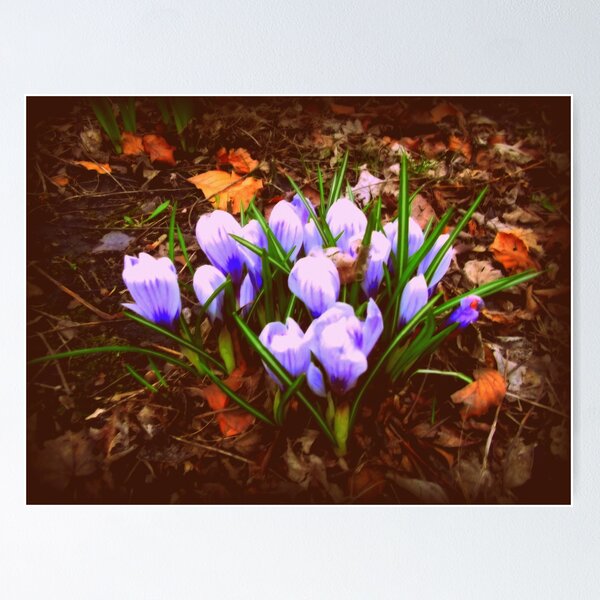 Blooming Blue... Poster