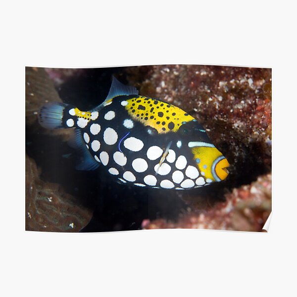 Clown triggerfish Poster
