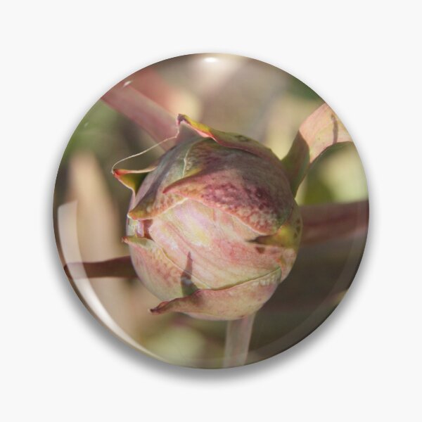 Item preview, Peony bud spring flower blossom designed and sold by EstelleRossetti.