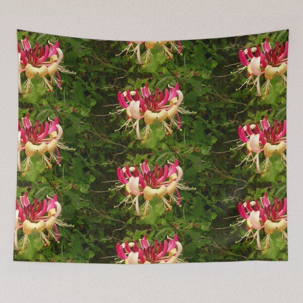 Item preview, Lonicera periclymenum - Common Honeysuckle designed and sold by lezvee.