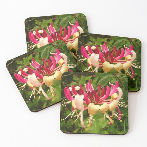 Item preview, Lonicera periclymenum - Common Honeysuckle designed and sold by lezvee.