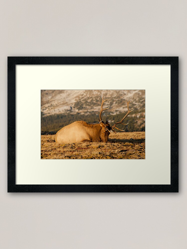 Alternate view of Catching The Evening Rays Framed Art Print