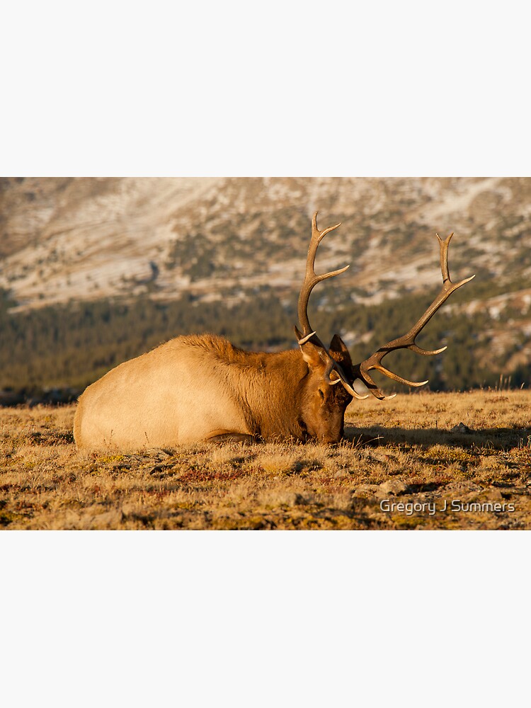Catching The Evening Rays by nikongreg