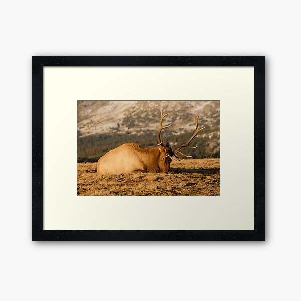 Catching The Evening Rays Framed Art Print