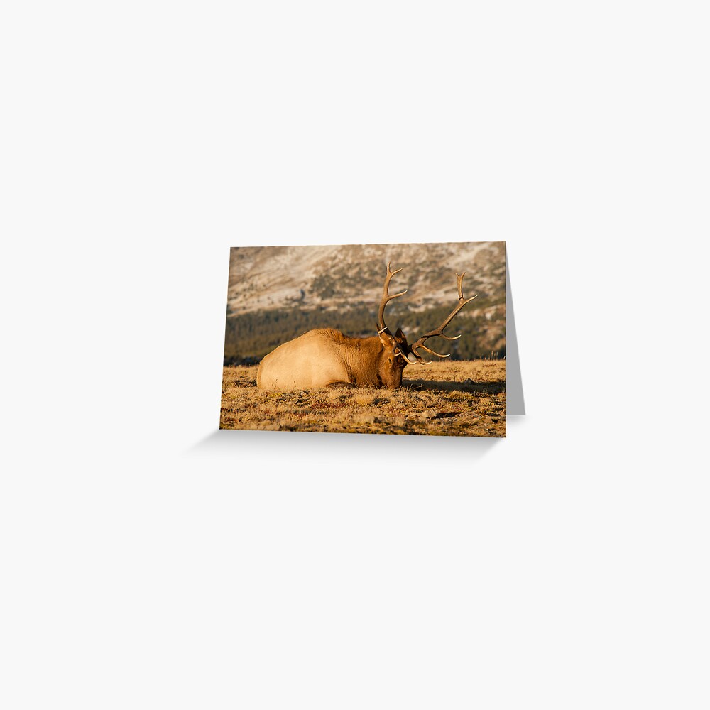 Item preview, Greeting Card designed and sold by nikongreg.