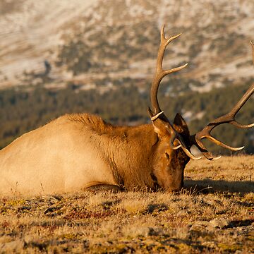 Artwork thumbnail, Catching The Evening Rays by Gregory J Summers