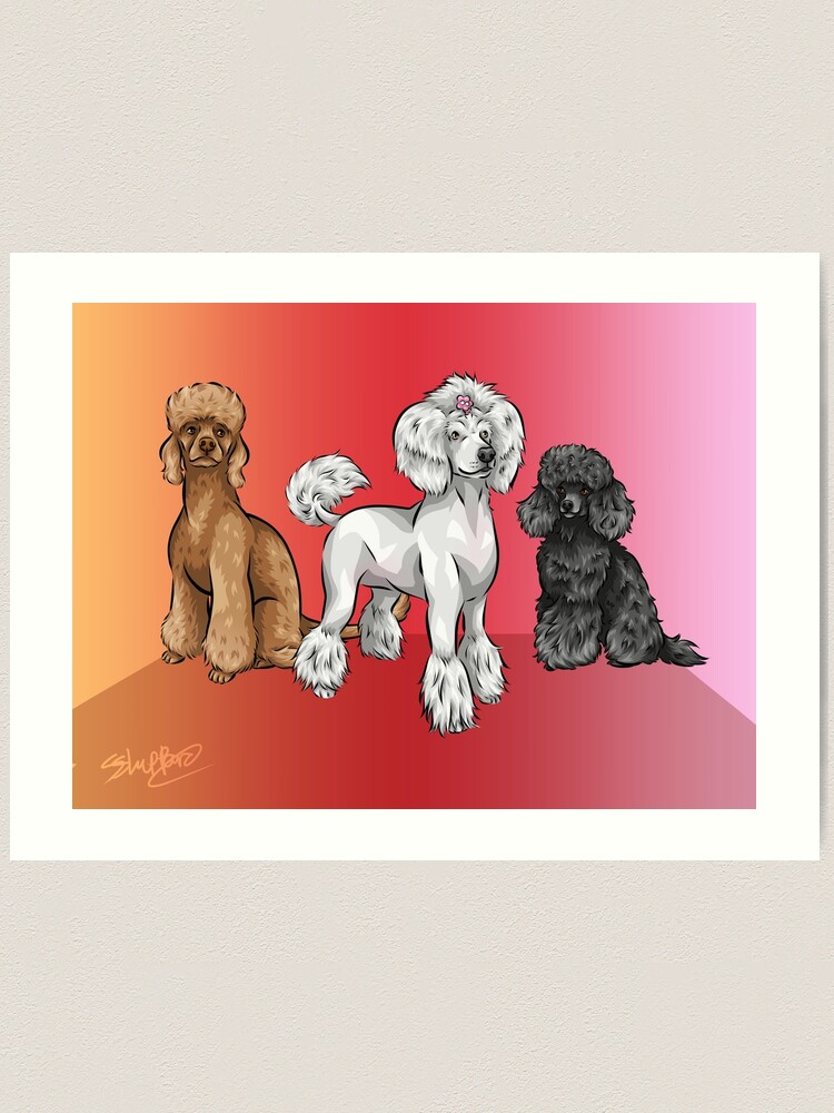 Eclipse 2024 miniature poodles