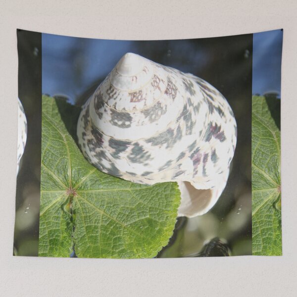 Item preview, Exoskeleton gastropod invertebrate trochus shell	 designed and sold by EstelleRossetti.