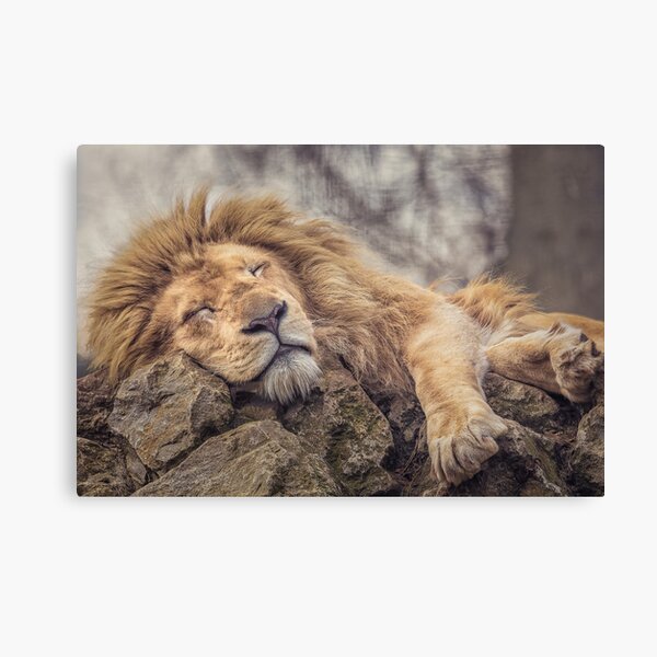 Item preview, The Sleeping Lion designed and sold by Mark Lynham.