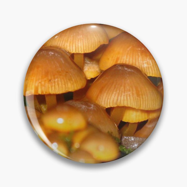 Item preview, Honey Glazed Fungi - St Columba Falls, Tasmania. designed and sold by Marilyn Harris.