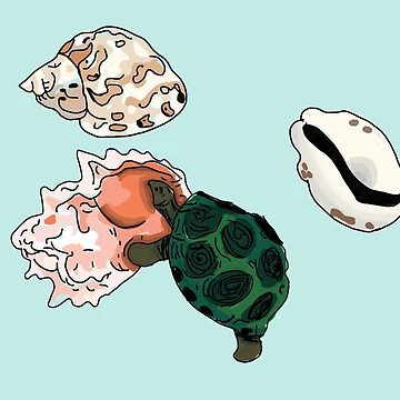 Artwork thumbnail, Shell Life by Geometrico22